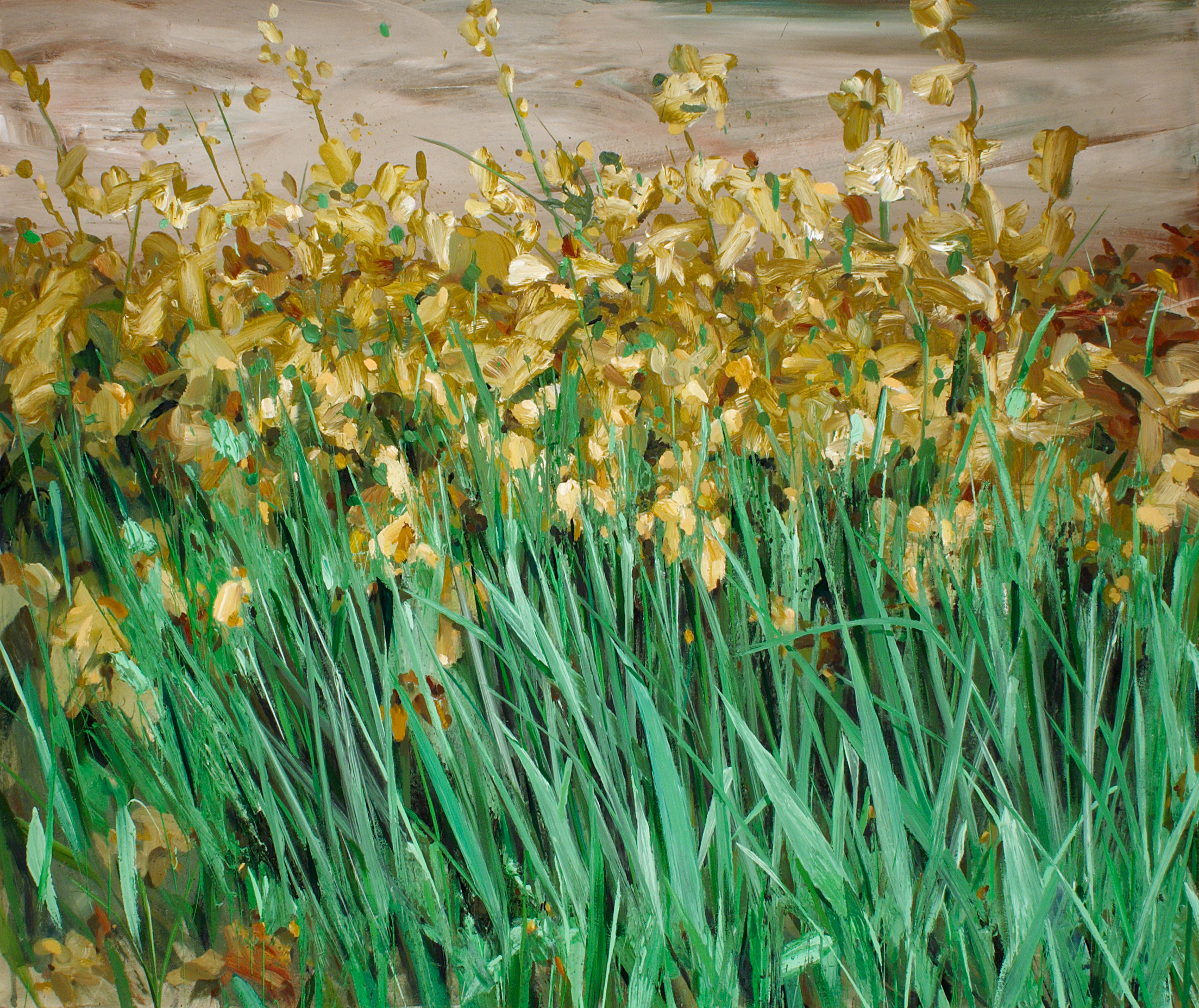 Field of Golden Irises